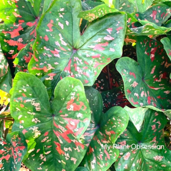 Caladium BULB 'Freckles' Size #2 (3 Bulbs) - Picture 1 of 3
